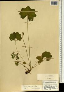 Alchemilla glabricaulis H. Lindb., Eastern Europe, Central forest-and-steppe region (E6) (Russia)