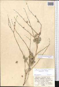 Atraphaxis pyrifolia × seravschanica, Middle Asia, Pamir & Pamiro-Alai (M2) (Tajikistan)