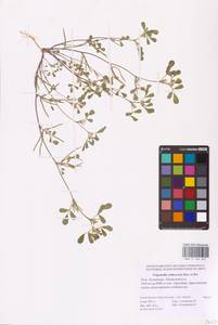 Medicago orthoceras (Kar. & Kir.) Trautv., Eastern Europe, Lower Volga region (E9) (Russia)
