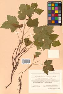 Rubus humulifolius C. A. Mey., Siberia, Russian Far East (S6) (Russia)