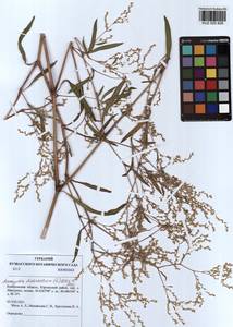 Koenigia divaricata (L.) T. M. Schust. & Reveal, Siberia, Altai & Sayany Mountains (S2) (Russia)