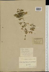 Cerastium alpinum L., Eastern Europe, Northern region (E1) (Russia)
