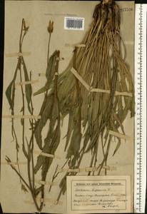 Pseudopodospermum hispanicum subsp. hispanicum, Eastern Europe, Lower Volga region (E9) (Russia)