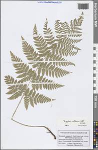 Dryopteris carthusiana (Vill.) H. P. Fuchs, Eastern Europe, Middle Volga region (E8) (Russia)