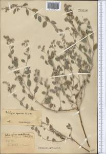 Heliotropium arguzioides Karelin & Kirilov, Middle Asia, Syr-Darian deserts & Kyzylkum (M7)
