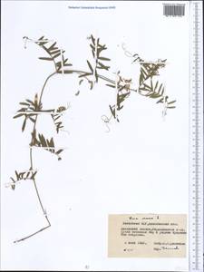 Vicia cracca L., Middle Asia, Northern & Central Kazakhstan (M10) (Kazakhstan)