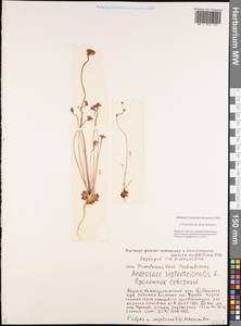 Androsace septentrionalis L., Siberia, Yakutia (S5) (Russia)