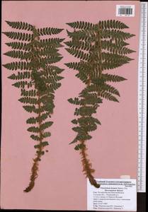 Polystichum braunii (Spenn.) Fée, Eastern Europe, Central region (E4) (Russia)