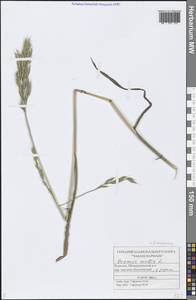 Bromus hordeaceus L., Eastern Europe, Middle Volga region (E8) (Russia)