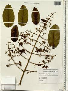 Lagerstroemia floribunda Jack, South Asia, South Asia (Asia outside ex-Soviet states and Mongolia) (ASIA) (Vietnam)