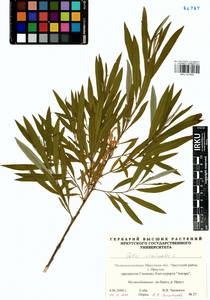 Salix viminalis L., Siberia, Baikal & Transbaikal region (S4) (Russia)