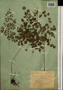 Thalictrum foetidum L., Siberia, Western (Kazakhstan) Altai Mountains (S2a) (Kazakhstan)