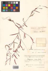 Persicaria erectominor (Makino) Nakai, Siberia, Russian Far East (S6) (Russia)