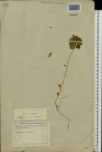 Euphorbia helioscopia L., Eastern Europe, North-Western region (E2) (Russia)