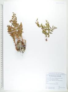 Woodsia ilvensis (L.) R.Br., Siberia, Russian Far East (S6) (Russia)