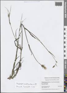 Tragopogon podolicus Besser ex DC., Eastern Europe, Lower Volga region (E9) (Russia)