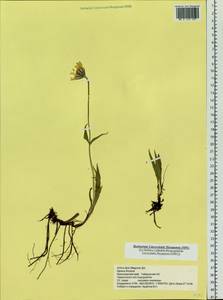Arnica angustifolia subsp. iljinii (Maguire) I. K. Ferguson, Siberia, Central Siberia (S3) (Russia)
