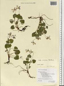 Viola riviniana Rchb., Eastern Europe, Central region (E4) (Russia)