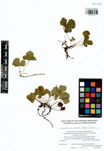 Geum ternatum subsp. ternatum, Siberia, Baikal & Transbaikal region (S4) (Russia)