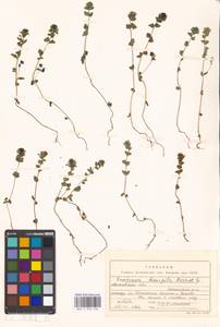 Euphrasia × vernalis List, Eastern Europe, Moscow region (E4a) (Russia)