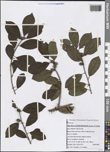 Maclura cochinchinensis (Lour.) Corner, South Asia, South Asia (Asia outside ex-Soviet states and Mongolia) (ASIA) (Vietnam)
