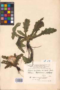 Cirsium esculentum (Siev.) C. A. Mey., Eastern Europe, Central forest-and-steppe region (E6) (Russia)