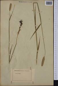 Phleum, Western Europe (EUR) (Not classified)