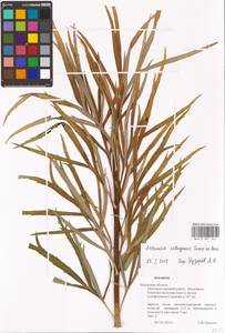 Artemisia selengensis Turcz. ex Besser, Eastern Europe, Central region (E4) (Russia)