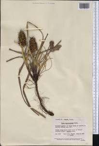 Carex macrocephala Willd. ex Spreng., America (AMER) (United States)