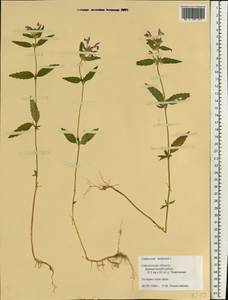 Galeopsis ladanum L., Eastern Europe, Western region (E3) (Russia)