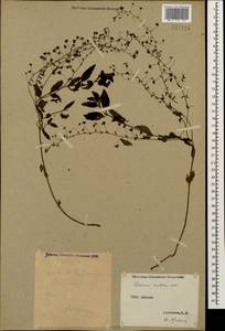 Veronica peduncularis M. Bieb., Caucasus, Stavropol Krai, Karachay-Cherkessia & Kabardino-Balkaria (K1b) (Russia)