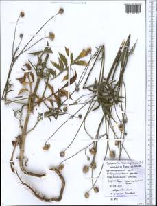 Cephalaria transsylvanica (L.) Schrad. ex Roem. & Schult., Caucasus, Black Sea Shore (from Novorossiysk to Adler) (K3) (Russia)