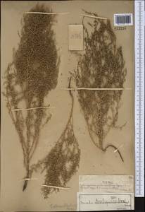 Suaeda acuminata (C. A. Mey.) Moq., Middle Asia, Syr-Darian deserts & Kyzylkum (M7) (Kazakhstan)