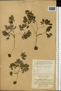 Corydalis solida (L.) Clairv., Eastern Europe, Latvia (E2b) (Latvia)