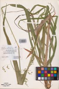 Festuca altissima All., Eastern Europe, Lower Volga region (E9) (Russia)