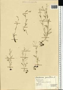 Cardamine parviflora L., Eastern Europe, Central region (E4) (Russia)