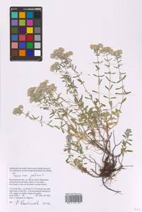 Teucrium polium L., Eastern Europe, Central forest-and-steppe region (E6) (Russia)