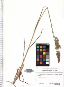 Calamagrostis epigejos (L.) Roth, Eastern Europe, Middle Volga region (E8) (Russia)