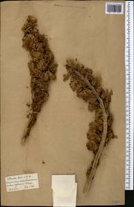 Cistanche tubulosa (Schenk) R. Wight, Middle Asia, Karakum (M6) (Turkmenistan)