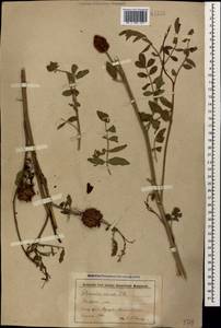 Glycyrrhiza echinata L., Caucasus, Stavropol Krai, Karachay-Cherkessia & Kabardino-Balkaria (K1b) (Russia)