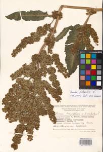 Rumex patientia L., Eastern Europe, Moscow region (E4a) (Russia)