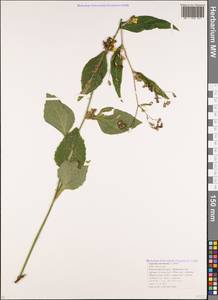Lapsana communis subsp. intermedia (M. Bieb.) Hayek, Caucasus, Krasnodar Krai & Adygea (K1a) (Russia)
