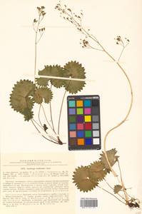 Micranthes nelsoniana var. reniformis (Ohwi) S. Akiyama & H. Ohba, Siberia, Russian Far East (S6) (Russia)