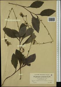 Hieracium racemosum subsp. leiopsis Murr & Zahn, Western Europe (EUR) (Austria)