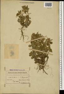 Marrubium plumosum C.A.Mey., Caucasus, Azerbaijan (K6) (Azerbaijan)