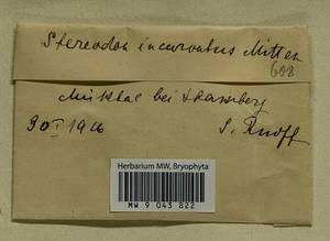 Homomallium incurvatum (Schrad. ex Brid.) Loeske, Bryophytes, Bryophytes - Western Europe (BEu) (Germany)