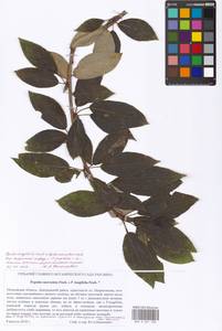 Populus longifolia × suaveolens, Eastern Europe, Moscow region (E4a) (Russia)