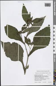 Carpesium macrocephalum Franch. & Sav., Siberia, Russian Far East (S6) (Russia)