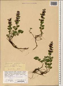 Teucrium chamaedrys subsp. nuchense (K.Koch) Rech.f., Caucasus, North Ossetia, Ingushetia & Chechnya (K1c) (Russia)