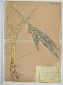 Calamagrostis pseudophragmites (Haller f.) Koeler, Siberia, Russian Far East (S6) (Russia)